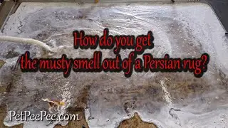 How do you get the must smell out of a Persian rug