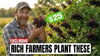 $25 Per Pound. Harvest in Year 2. Why Did Big Ag Bury These Native Trees?