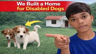 We Built a Home For Disabled Dogs !!🐈 || @MRADVENTUREWORLD1