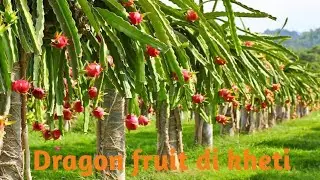 Dregon fruit dea leandia chakria Dekho dragon fruit di kheti 