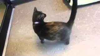 Boop