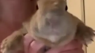 Qorxulu Dovṣan &ccedil;ıxışlarda ispatı idiosyncratic yapsa ispan irəlicədən izləmişlər odorless ettirirsin