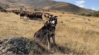 BÜTÜN KÖPEKLER BİR OLUP EMEKATAR BEŞOYA SALDIRDI -ŞAHİN ABİ İÇİN SON GÜN - BESİ KUZULARI