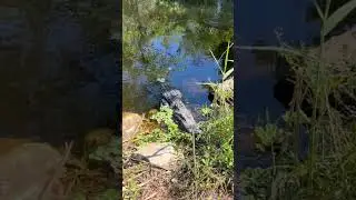 ABO | Fishing the Everglades is RISKY! #shorts #everglades #gator #fishing