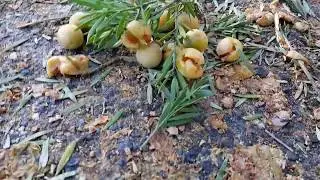 Podocarpus latifolius - Broad leaved Yellowwood - HD 60fps Video 04