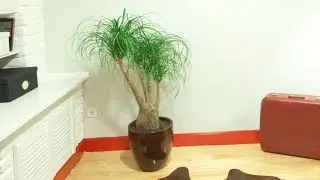 Trasplantar beaucarnea - Decogarden