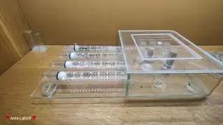 Bient&ocirc;t la sortie de diapause, z&eacute;ro fourmis morte cette ann&eacute;e 👌
