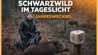 Zwischen den Jahren Schwarzwild bei Tageslicht #dr&uuml;ckjagd #jagd #hunting #chasse #sangliers