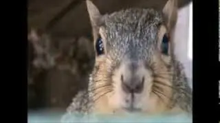 Mammals of the World: Eastern Fox Squirrel