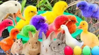 Catch cute chickens , colour full chicken rabbit cat goose duck Betta Fish Koi Animals cute