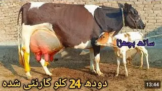 cholistani frizen cross cow milk 24kg (03061061151) youtub۔27.01.25