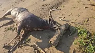 Join Me Hunting Arrowheads, But Only If You Have A Strong Stomach!