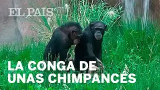 La &ldquo;extraordinaria&rdquo; conga de unas chimpanc&eacute;s