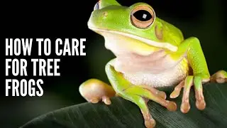 How to care for tree frogs || How to care for white tree frogs | how to care for red eyed tree frogs