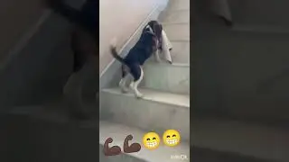 dollar the hard worker 💪🏿💪🏿💪🏿#beagle breed puppy
