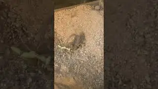 Scorpion vs praying mantis battle of the predators