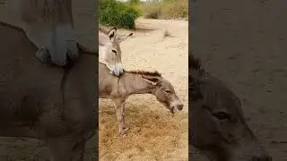 Animals life #animalsforyou #youtubeforyoupage #animalslovers #animalsvideo #animalshorts