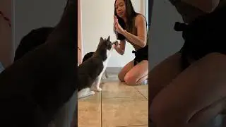 Teach your cat to high five! 🫸🫷