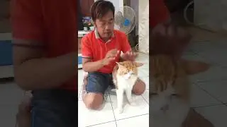 CIRI FISIK KUCING MAINE COON #mainecooncat #mainecoon #catslover #catvideos #cutecat #meowmeow #cute