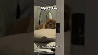 Who else has a #1 fan?? - Cavalier King Charles Spaniel Things