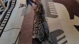cazpurr Russia male