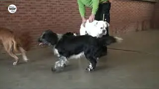 Enorme belangstelling voor asielhonden: 
