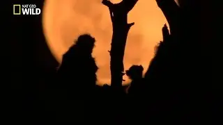 La vuln&eacute;rable Tubu