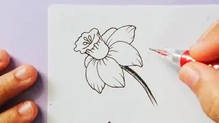 Daffodil Flower Drawing | Easy Step-by-Step Drawing for Beginners