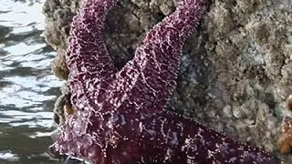 Searching for Young Sea Stars After Mass Die-off