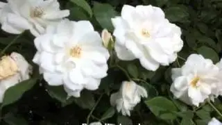 Rose 'Iceberg'