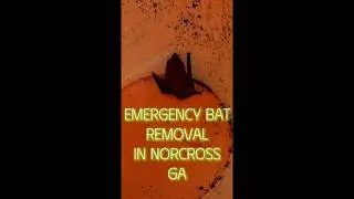 Emergency Bat Removal - Grade A Critter