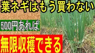 【コスパ最強！】誰でも葉ネギをお得に栽培する方法 The Most Cost-Effective Way to Grow Green Onions at Home