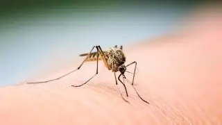 South Carolina reports first human Eastern Equine Encephalitis death in 20 years