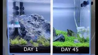 Monte Carlo Growth Time-Lapse, Carpeting plants, Micranthemum (Aquascaping Bangalore, India)