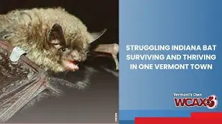 Struggling Indiana bat surviving and thriving in one Vermont town