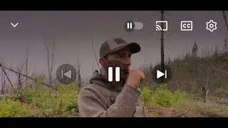 Bear call. Fawn in distress. Play on repeat. 