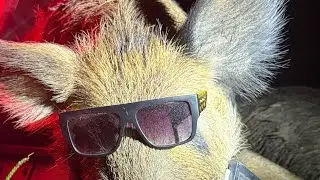 👉 RICO Hybrid 75mm Thermal in Action &ndash; Texas Hog Hunt with Tech Savvy Optics