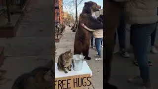 free hugs 🤗🤗 free animals hugs #pet #cat #animals #catfunny #bear #fuunyshorts