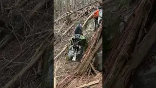 GOATS ARE IMPRESSIVE PACK ANIMALS!!!