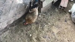 Chicken vs Rabbit