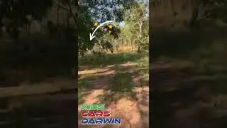 Bush riding kids quads kangaroo surprise