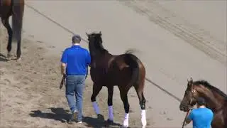 PA Derby/Cotillion Horses Schooling | 09-18-25