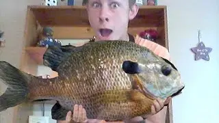 Bluegill Destruction -- Fishing Week Day 3