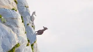 Three goats and true meaning of the mountain
