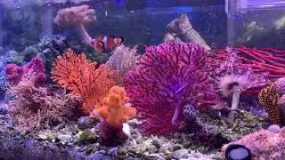 イソバナ、トゲトサカ、ウミシダの餌タイム｜海水魚ショップ やどかり屋