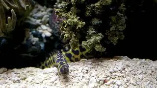 Engineer Gobies Building Tunnels