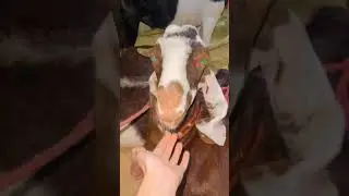 Cute brown goat Cute brown goat #shorts #youtubeshorts #viral #funnyanimals #goat  #YTshorts