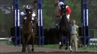 Angels- Horses