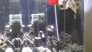 Diego - Octopus Bimaculoides Toys