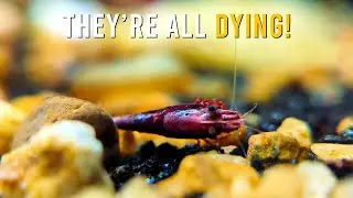 Can I SAVE My Red Cherry Shrimp From Disaster?